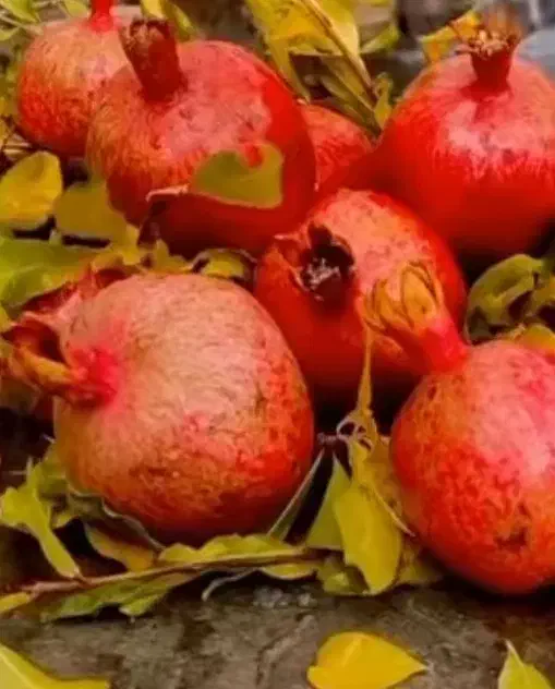 کارت سوخت گم شده به نام اسلام وطن دوست|اشیا|سیرجان, |دیوار