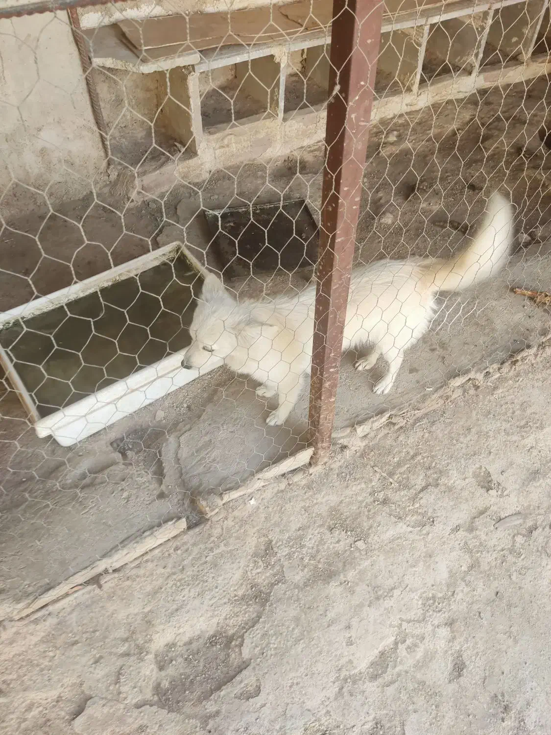 سک نژاد دار|سگ|جهرم, |دیوار