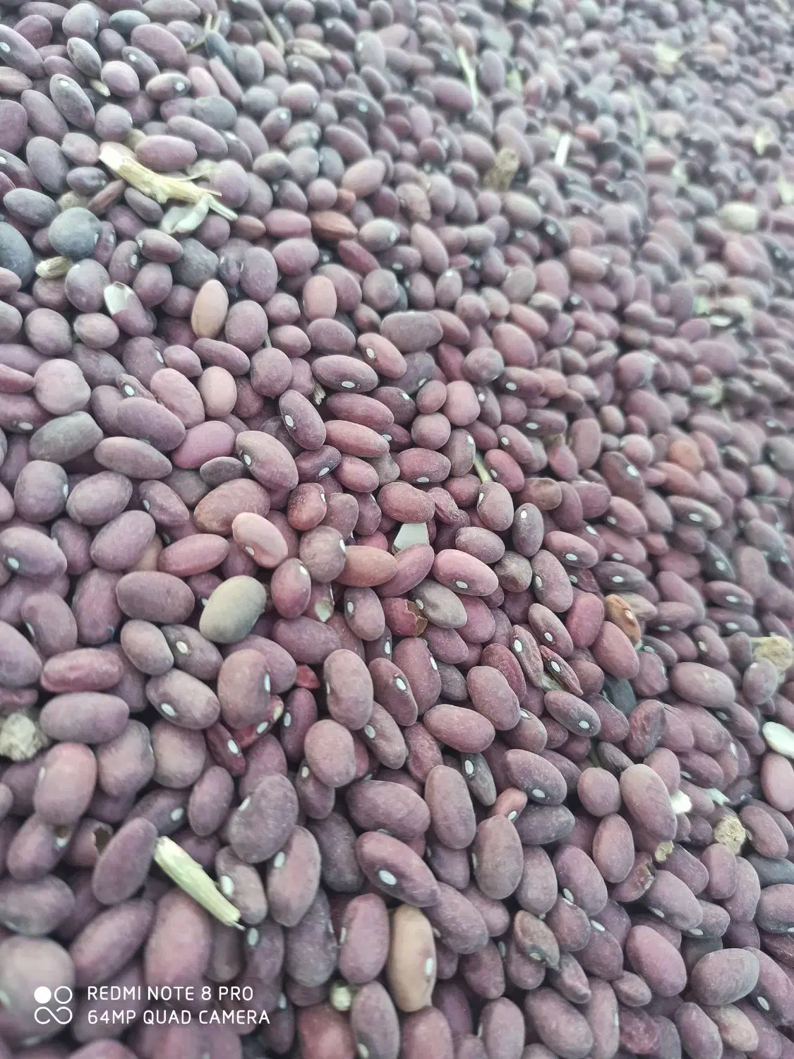 ۱تن لوبیاقرمز|خوردنی و آشامیدنی|شیراز, امام حسین|دیوار