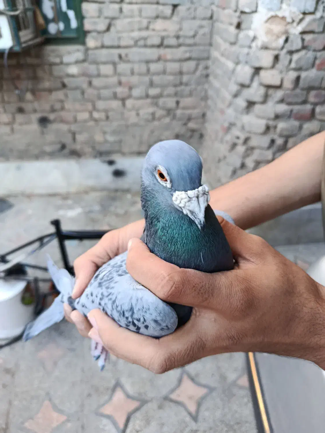 کبوتر پلاکی|پرنده|ایرانشهر, |دیوار