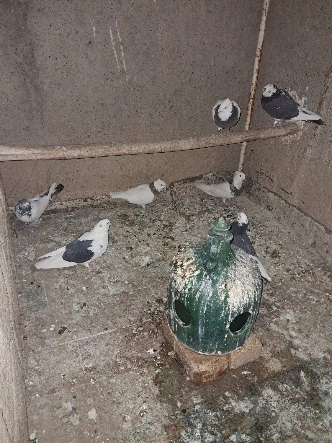 کفتر|پرنده|خمینی‌شهر, |دیوار