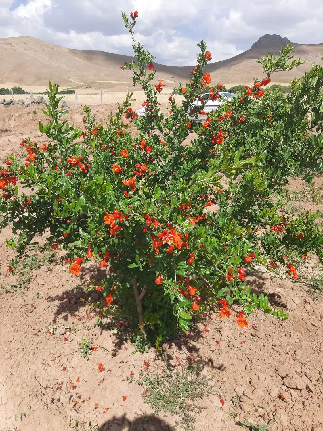 فروش باغ ۴ ساله با انواع درختان، جباراباد دینور|فروش دفتر صنعتی، کشاورزی، تجاری|سنقر, |دیوار