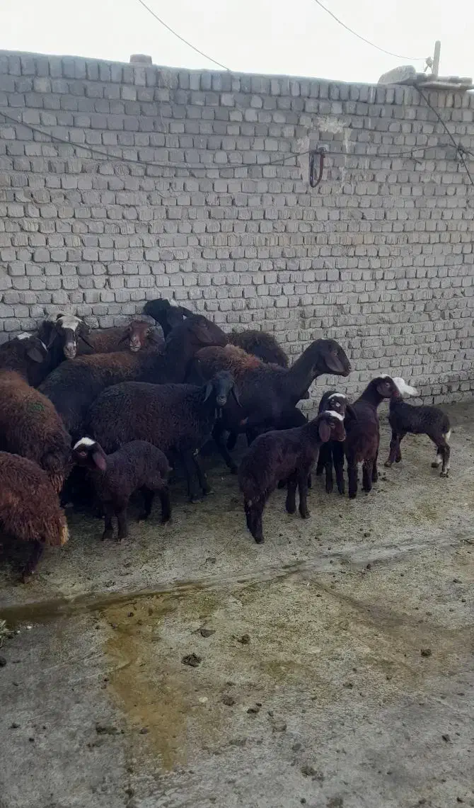 میش بره|حیوانات مزرعه|بروجرد, |دیوار