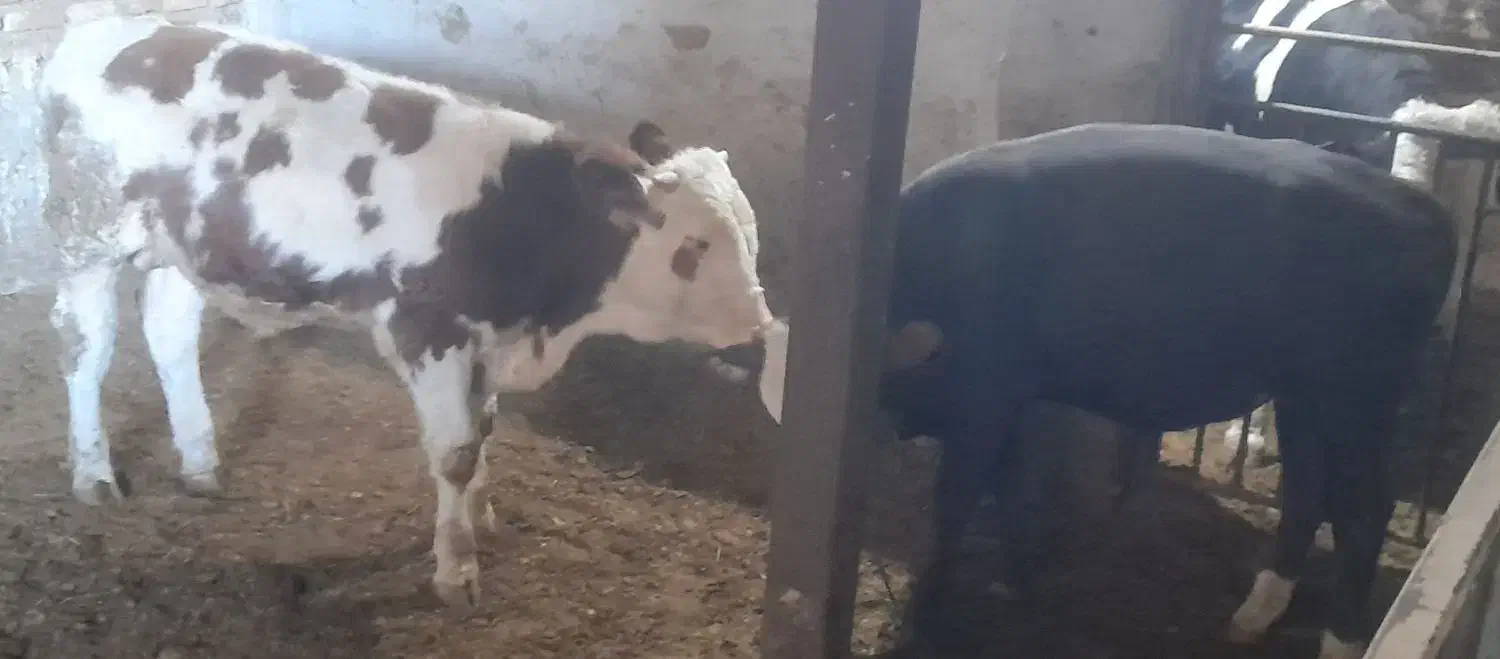 گوساله نرسیمینتال|حیوانات مزرعه|اسدآباد, |دیوار