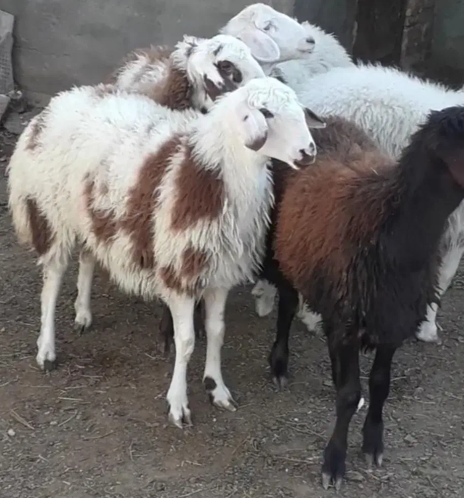 گوسفند زنده ۶۰۰راس برای عقیقه نذری بره نرینه|حیوانات مزرعه|مشهد, کشاورز|دیوار