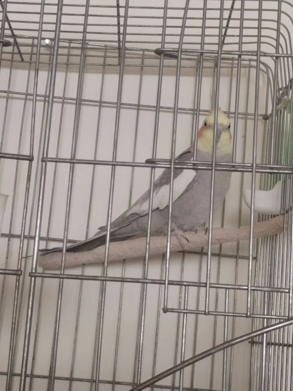 عروس هلندی بالغ و سالم|پرنده|محلات, |دیوار