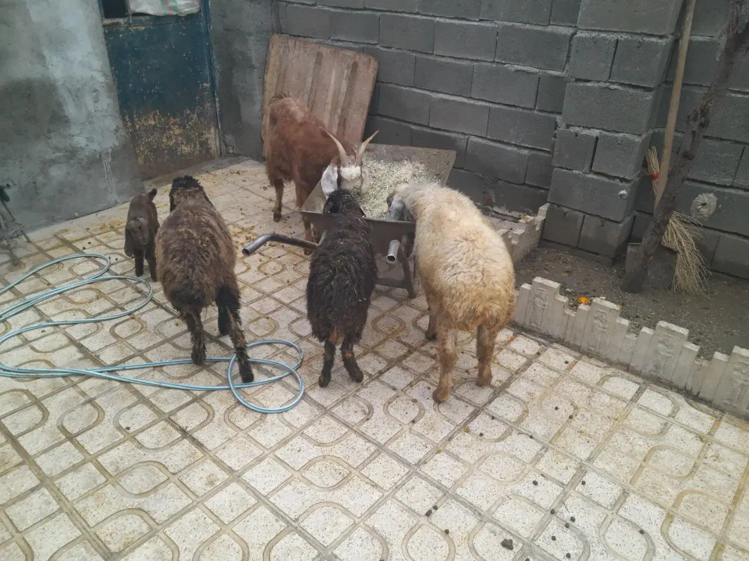 بز و بره|حیوانات مزرعه|کرمانشاه, |دیوار