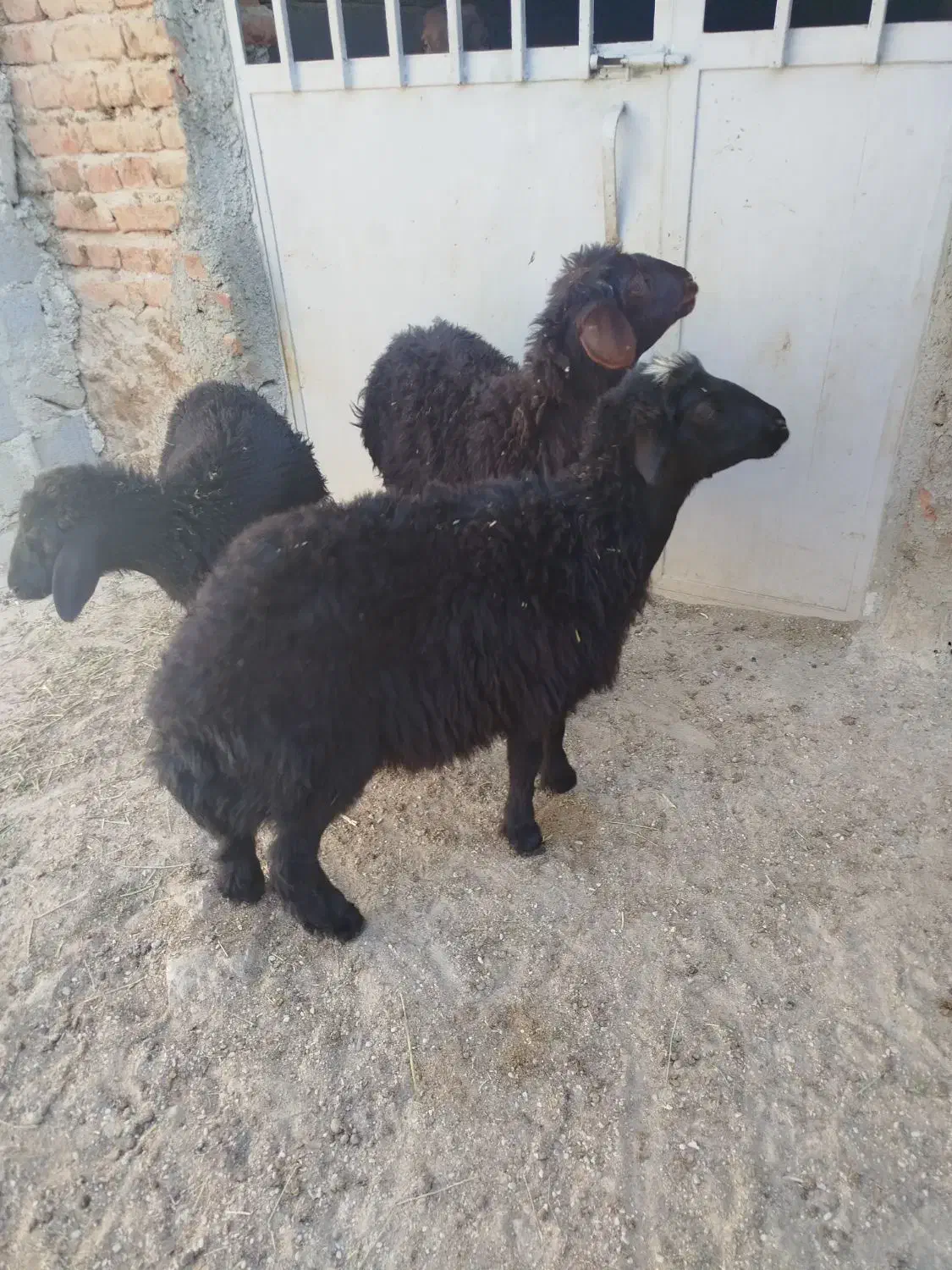 ۳ راس بره قزل افشار و قره قزل|حیوانات مزرعه|بناب, |دیوار