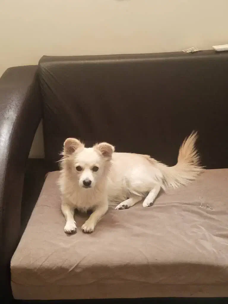 پامرین روباهی|سگ|جم, |دیوار