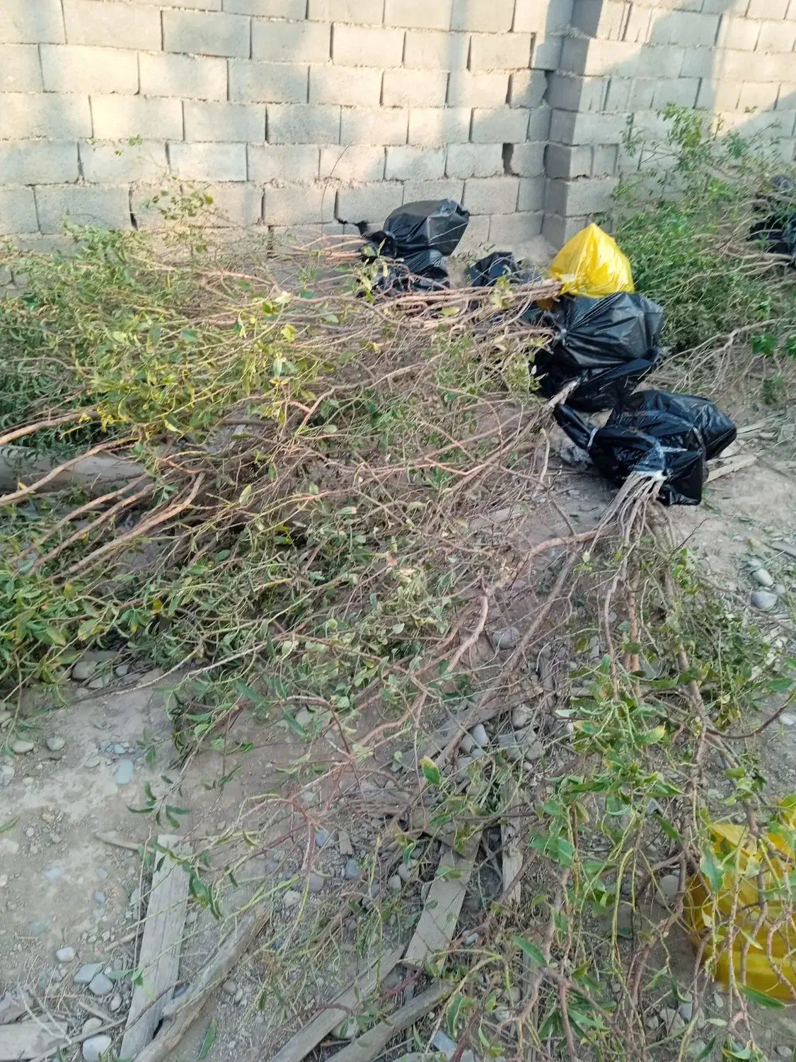 بادام دیم دوساله|خدمات باغبانی و درختکاری|پاکدشت, پاکدشت (مامازند)|دیوار