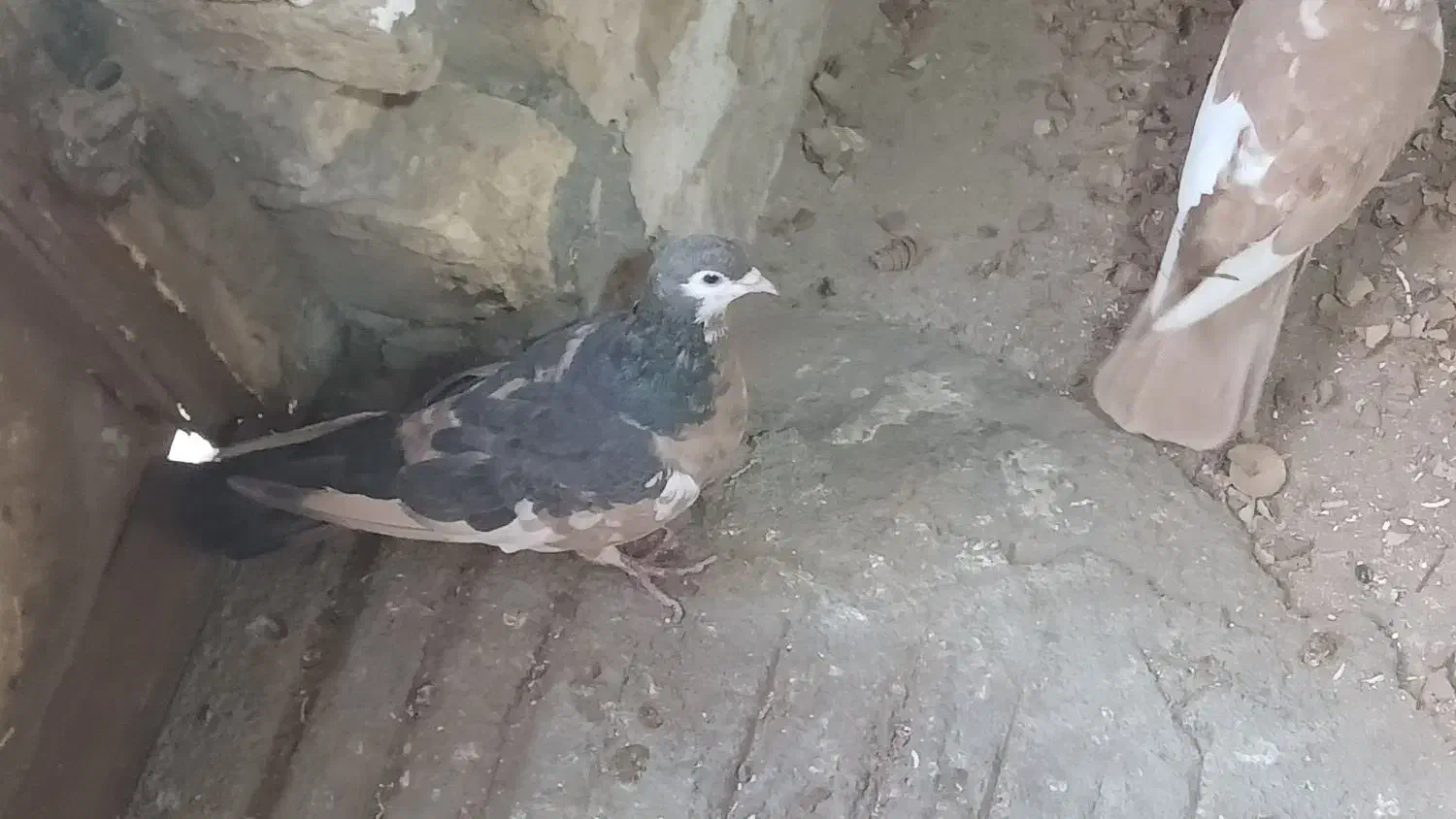 چپ دم رنگی|پرنده|بجنورد, |دیوار