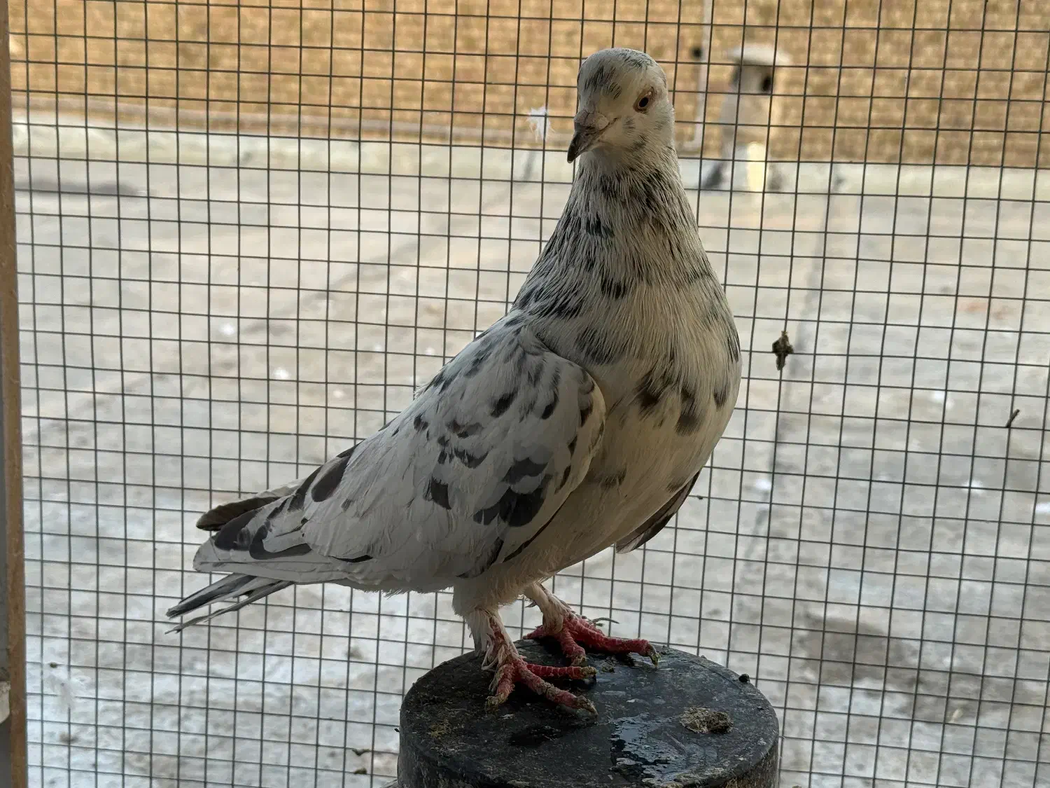 سرور هفترنگ تهرونی|پرنده|مبارکه, |دیوار