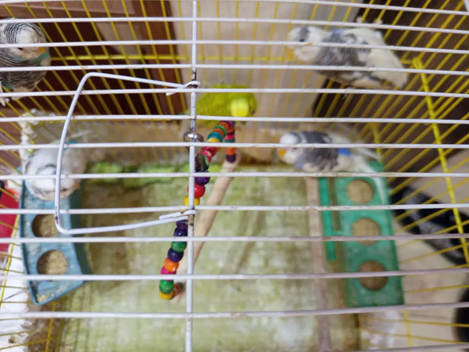 مرغ عشق|پرنده|شیراز, کلاهدوز|دیوار