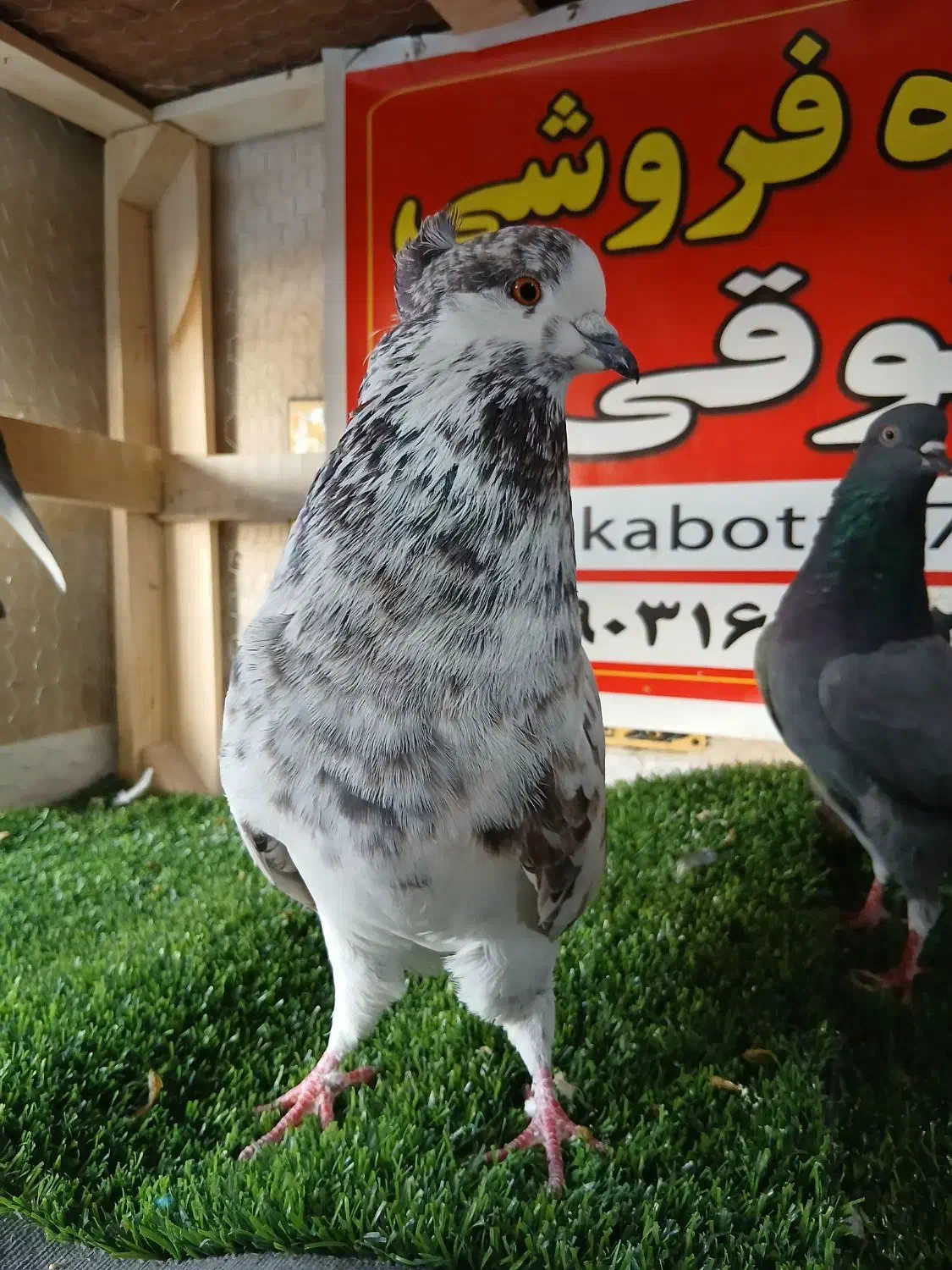 کبوتر ساعتی پرشی|پرنده|رامیان, |دیوار