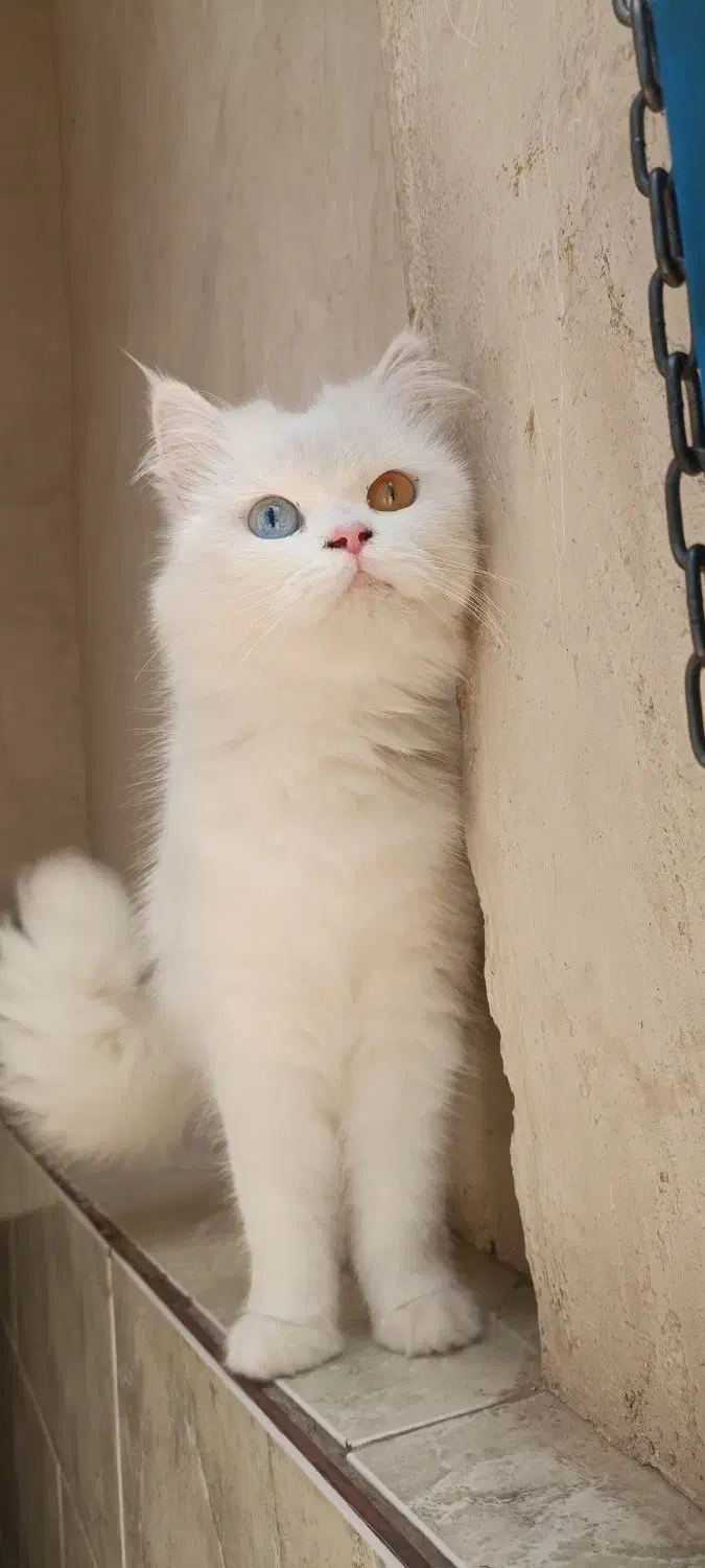 پرشین بسیار کم یاب چشم تا ب تا|گربه|اندیمشک, |دیوار