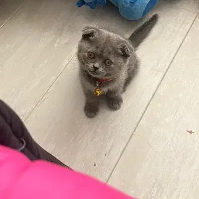 اسی|گربه|اردبیل, |دیوار