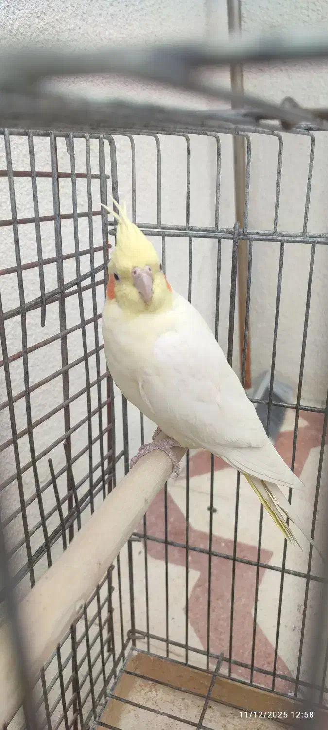 معاوضه عروس هلندی ماده با نر|پرنده|شیراز, تندگویان|دیوار