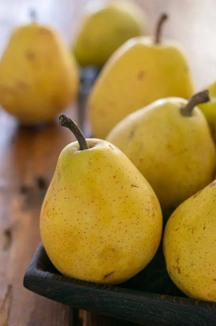 تولید نهال گلابی شاه میوه|خدمات باغبانی و درختکاری|فریدونشهر, |دیوار