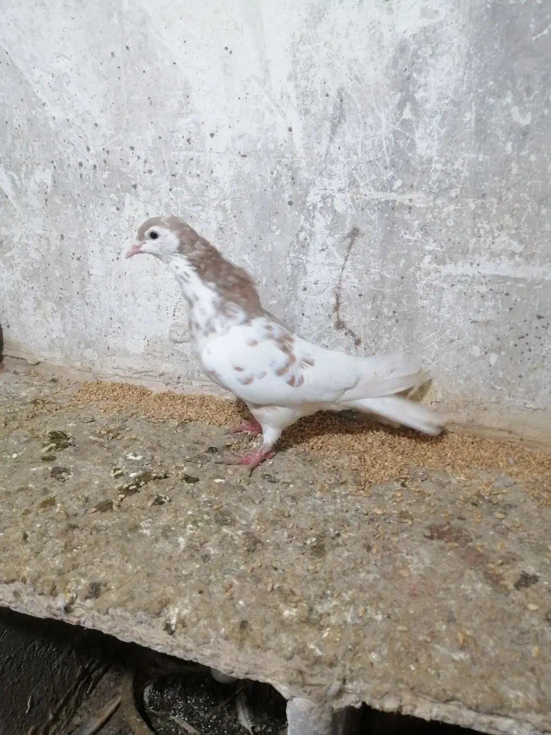 کبوتر|پرنده|نیشابور, مازول|دیوار