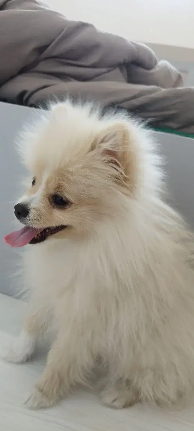 سگ پامر۱۰ماه بسیار مهربون ودوس داشتنی|سگ|مشهد, امیریه|دیوار