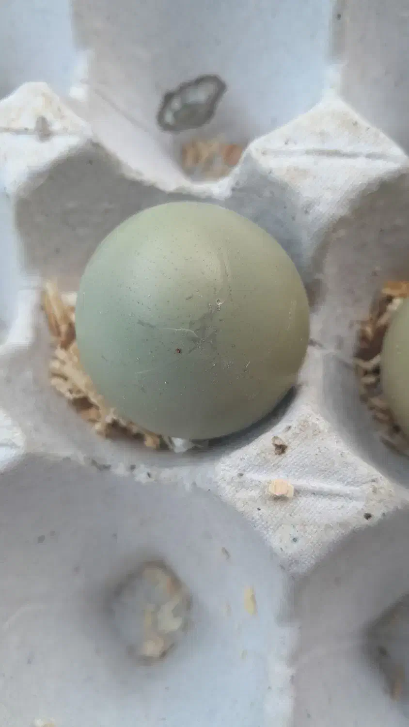 تخم نطفه دار پرنده زینتی|پرنده|اصفهان, احمدآباد|دیوار