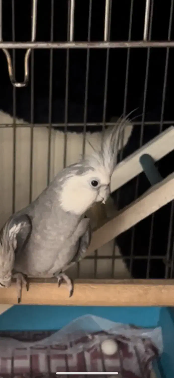 عروس هلندی|پرنده|سلمان‌شهر, |دیوار