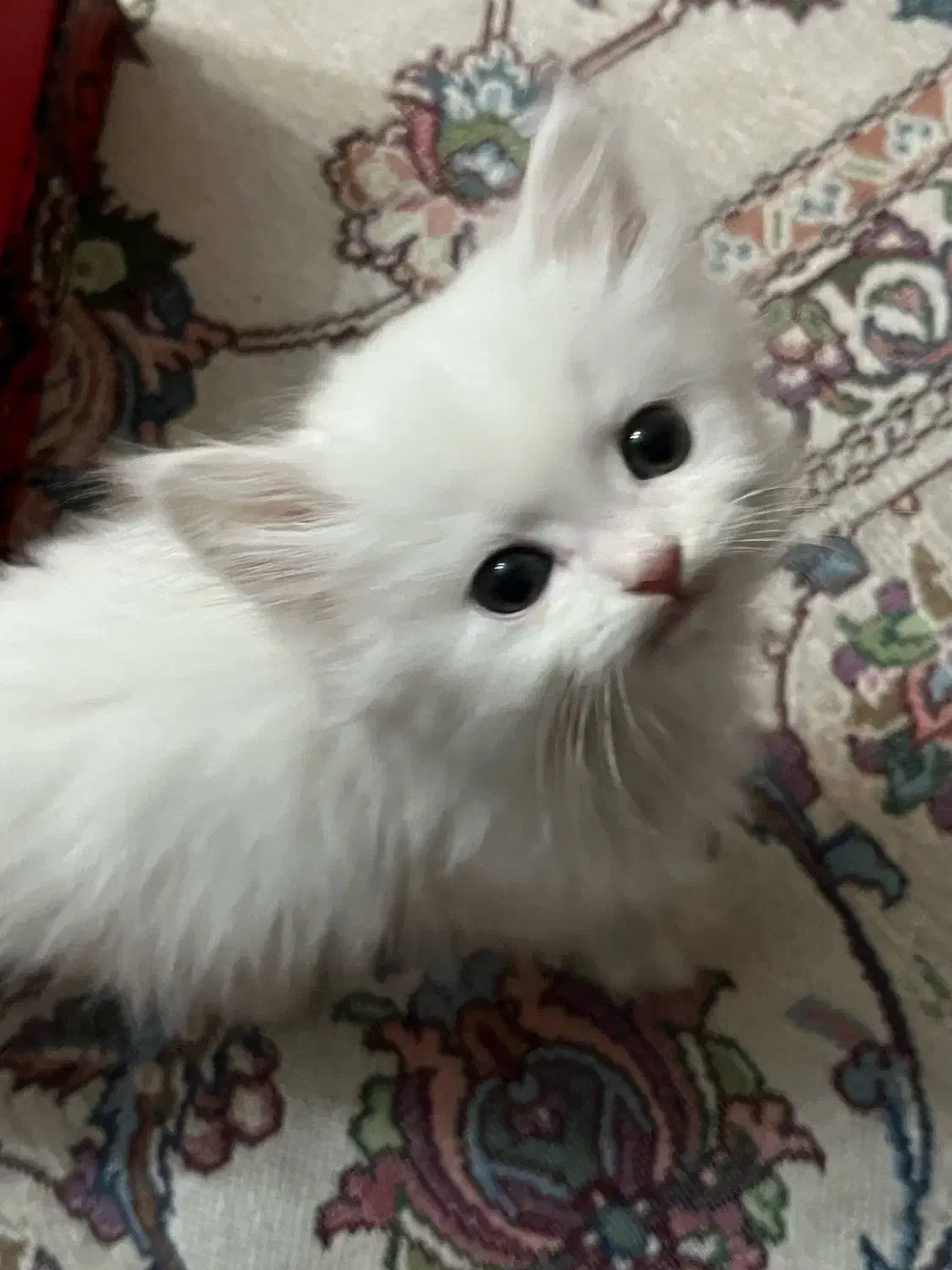 گربه پرشین سفید|گربه|کرج, کوی مدرس|دیوار