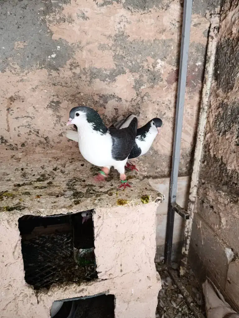 کفتر کبوتر|پرنده|سبزوار, همت|دیوار