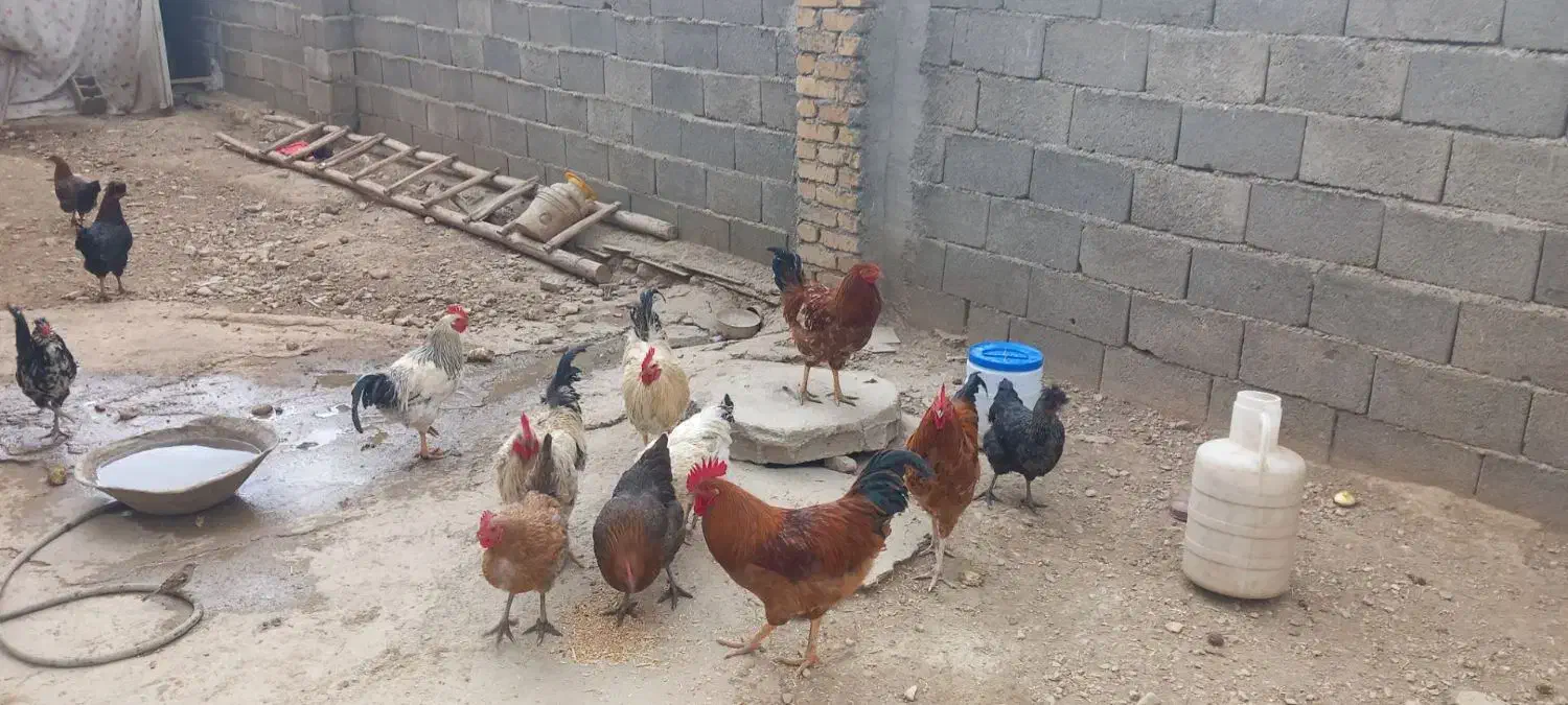 فروش مرغ وخروس|حیوانات مزرعه|زرین دشت (همدان), |دیوار