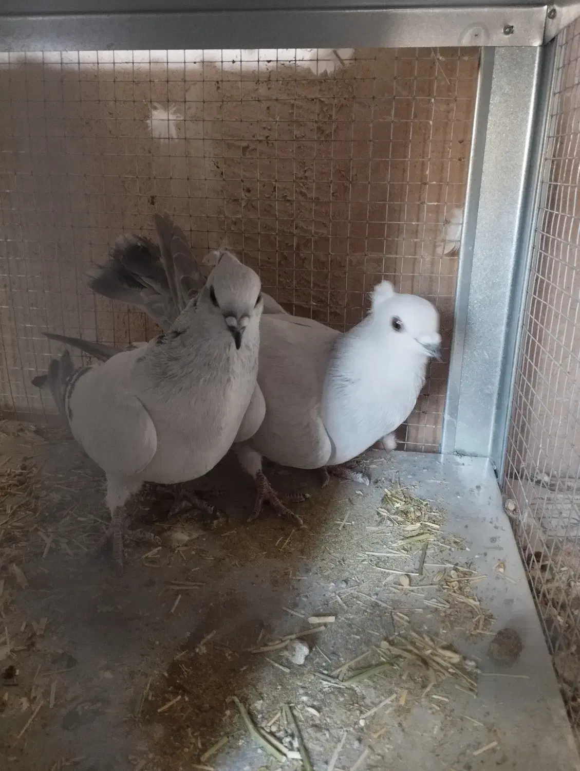 کبوتر شامی کاکل|پرنده|مبارکه, |دیوار