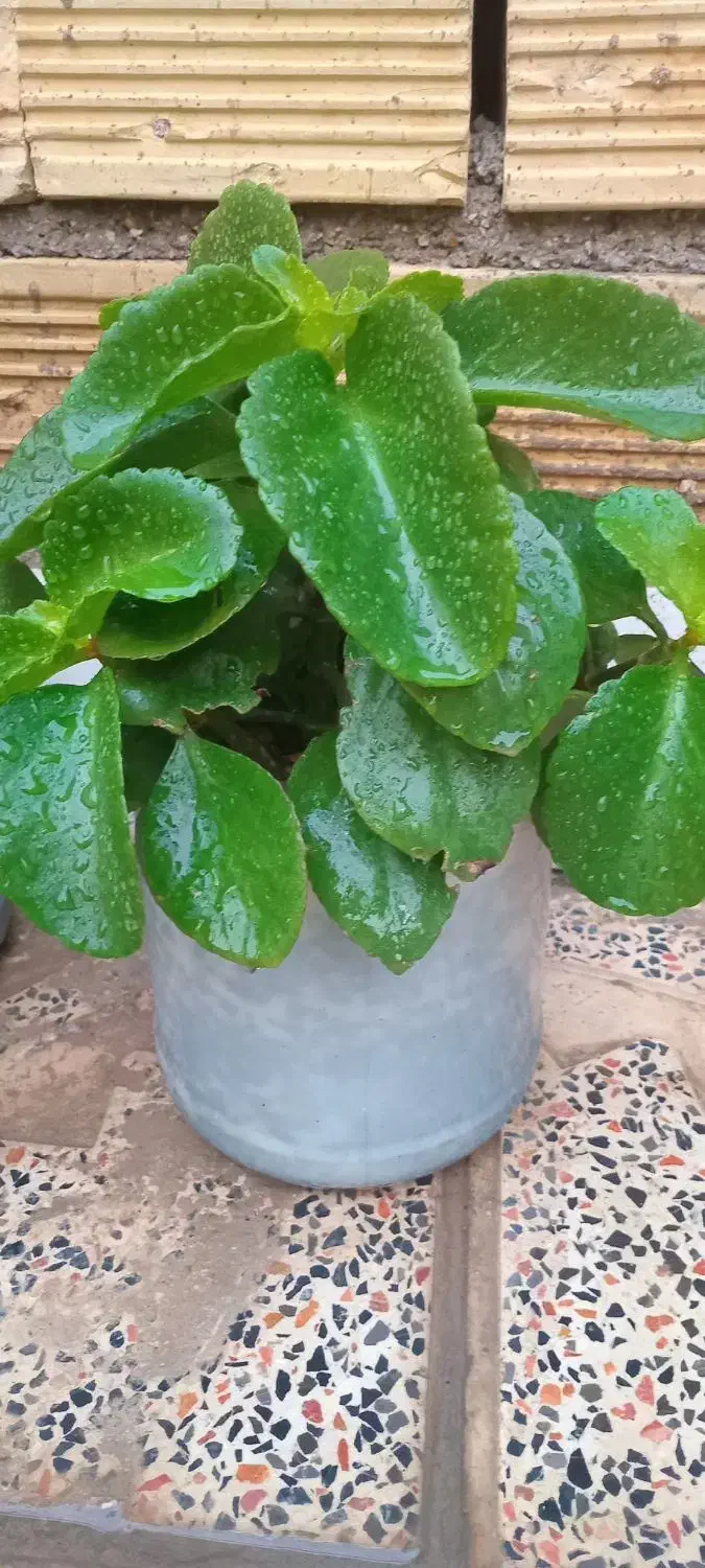 گل طعبی|گل و گیاه طبیعی|خرم‌آباد, |دیوار