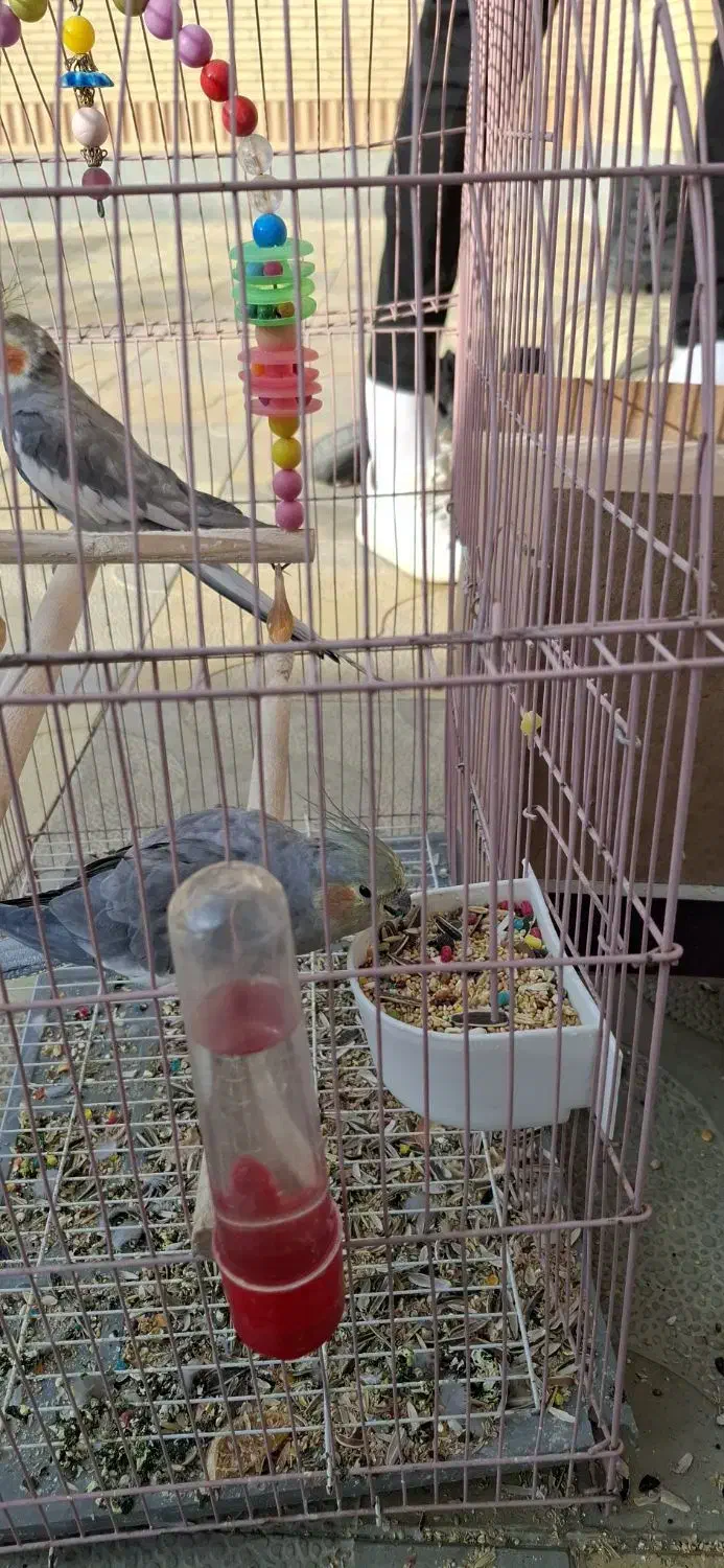 عروس هلندی|پرنده|سلماس, |دیوار