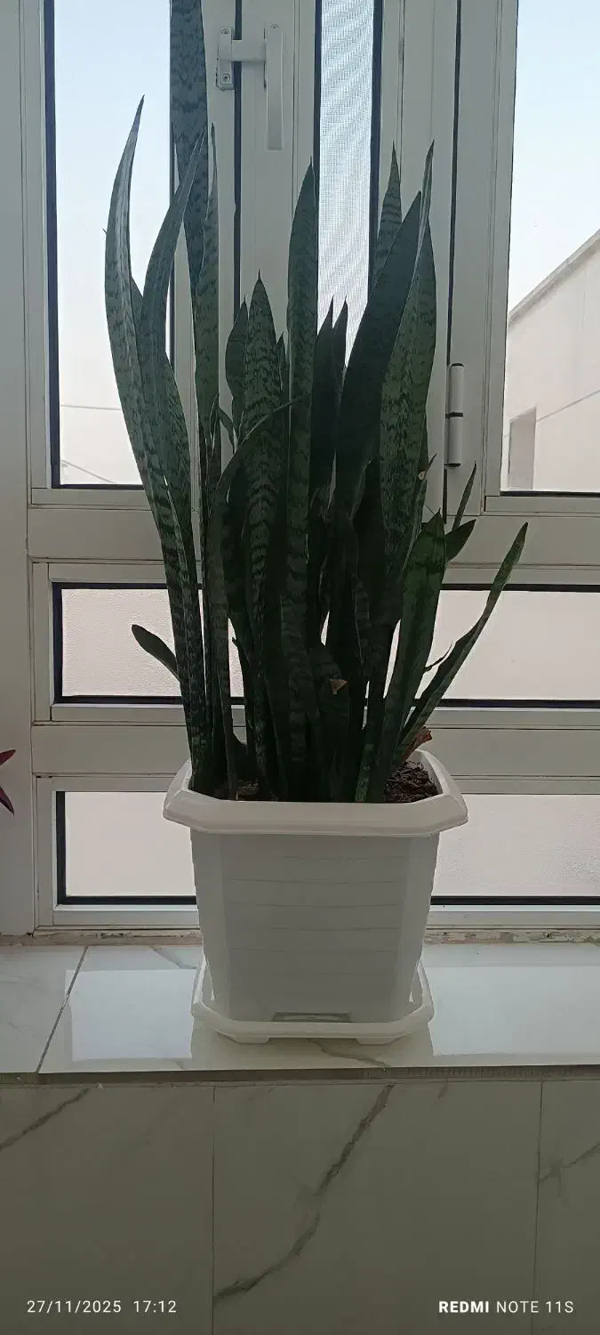 گل سانسوریا|گل و گیاه طبیعی|مهران (ایلام), |دیوار