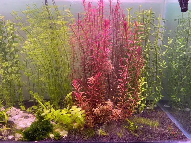 گیاه اکواریومی|ماهی|همدان, |دیوار