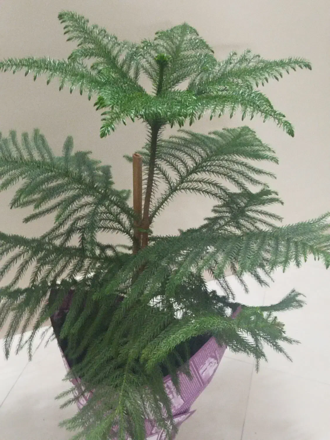 کاج مطبق|گل و گیاه طبیعی|اصفهان, مهدی آباد|دیوار