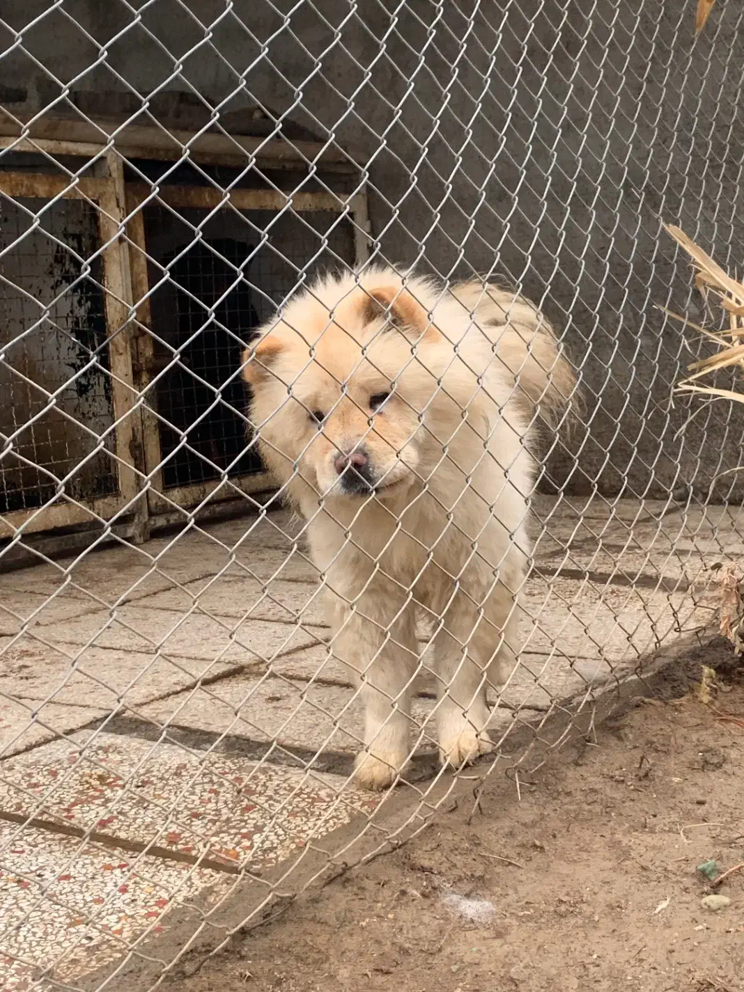 چاو چاو ماده فحل|سگ|تهران, ونک|دیوار