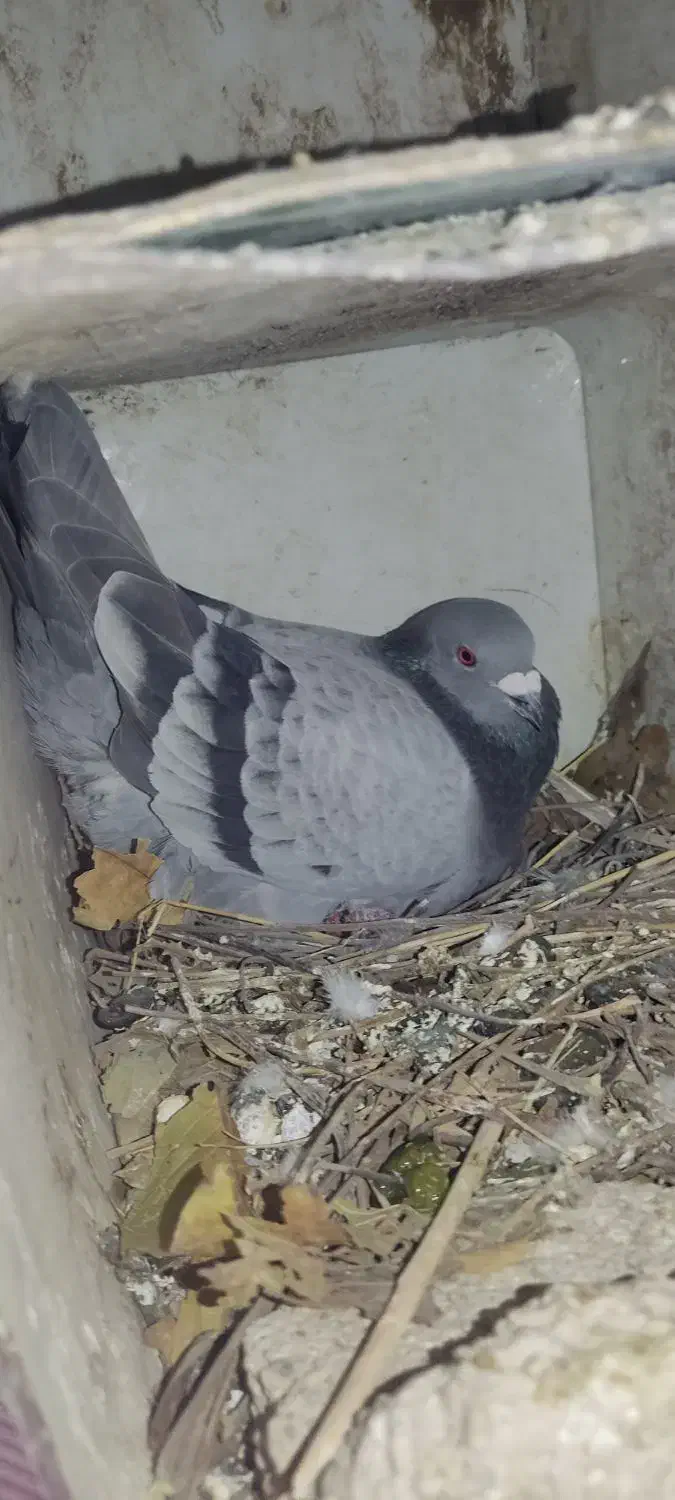 کبوتر|پرنده|یاسوج, |دیوار