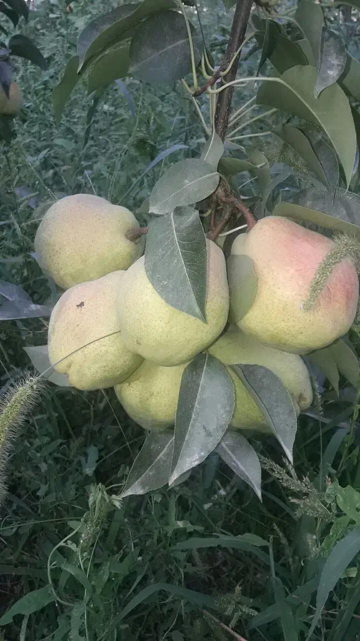 خدمات باغبانی هرس کاری کود دهی|خدمات باغبانی و درختکاری|محمدشهر, عباس آباد|دیوار