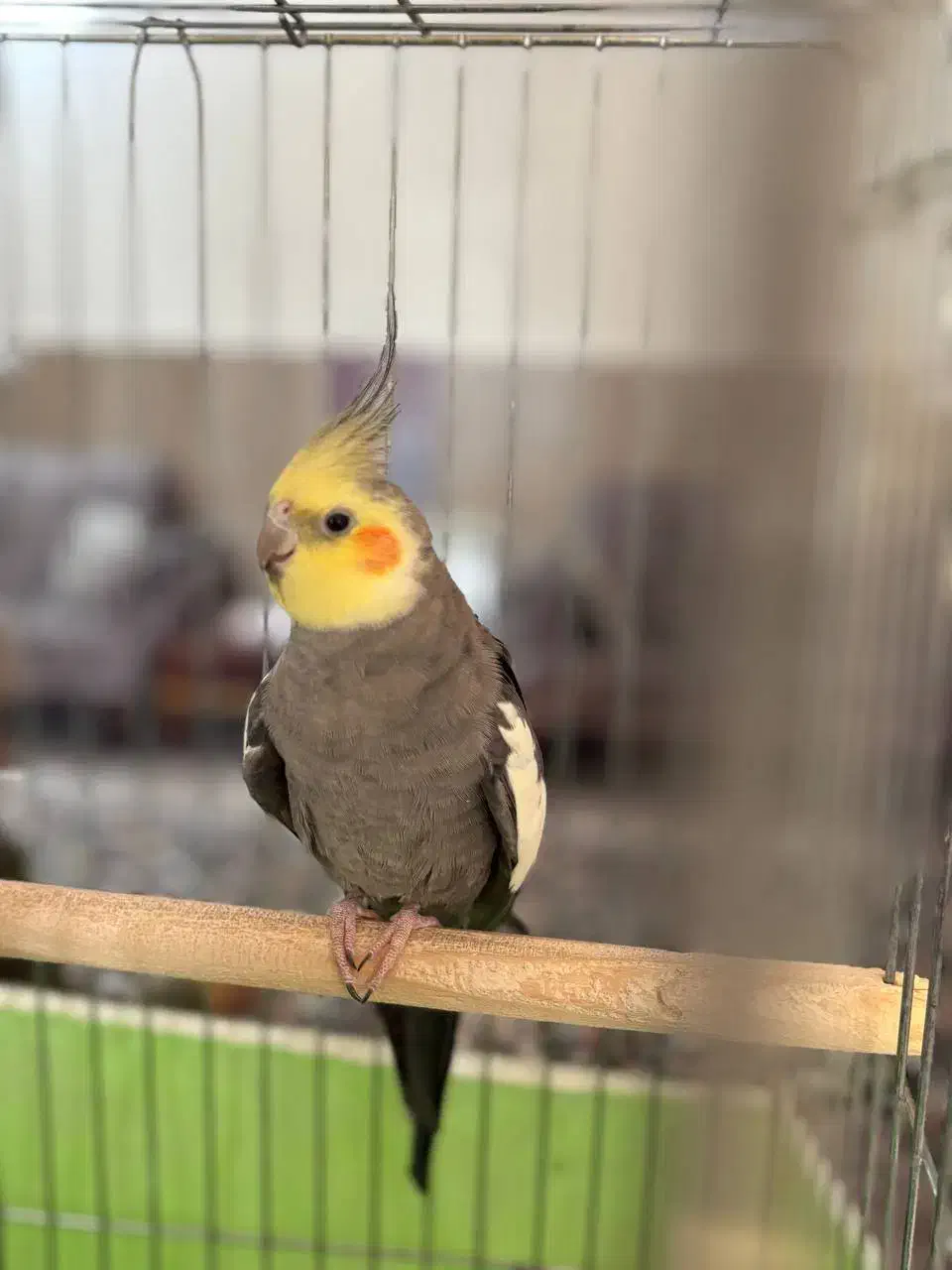 عروس هلندی سینامون|پرنده|ری, سیزده آبان|دیوار