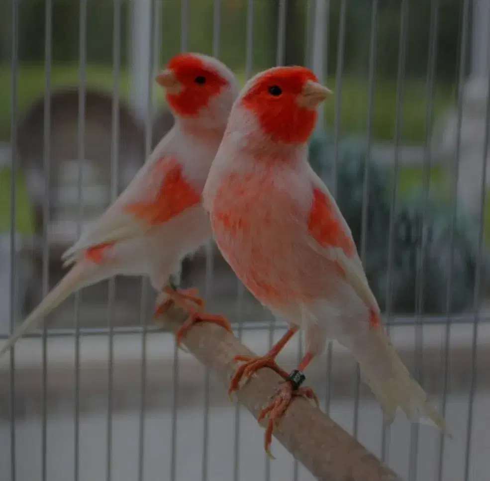 خریدار و فروشنده طوطی قناری عروس هلندی فنچ و..هستم|پرنده|اردبیل, |دیوار