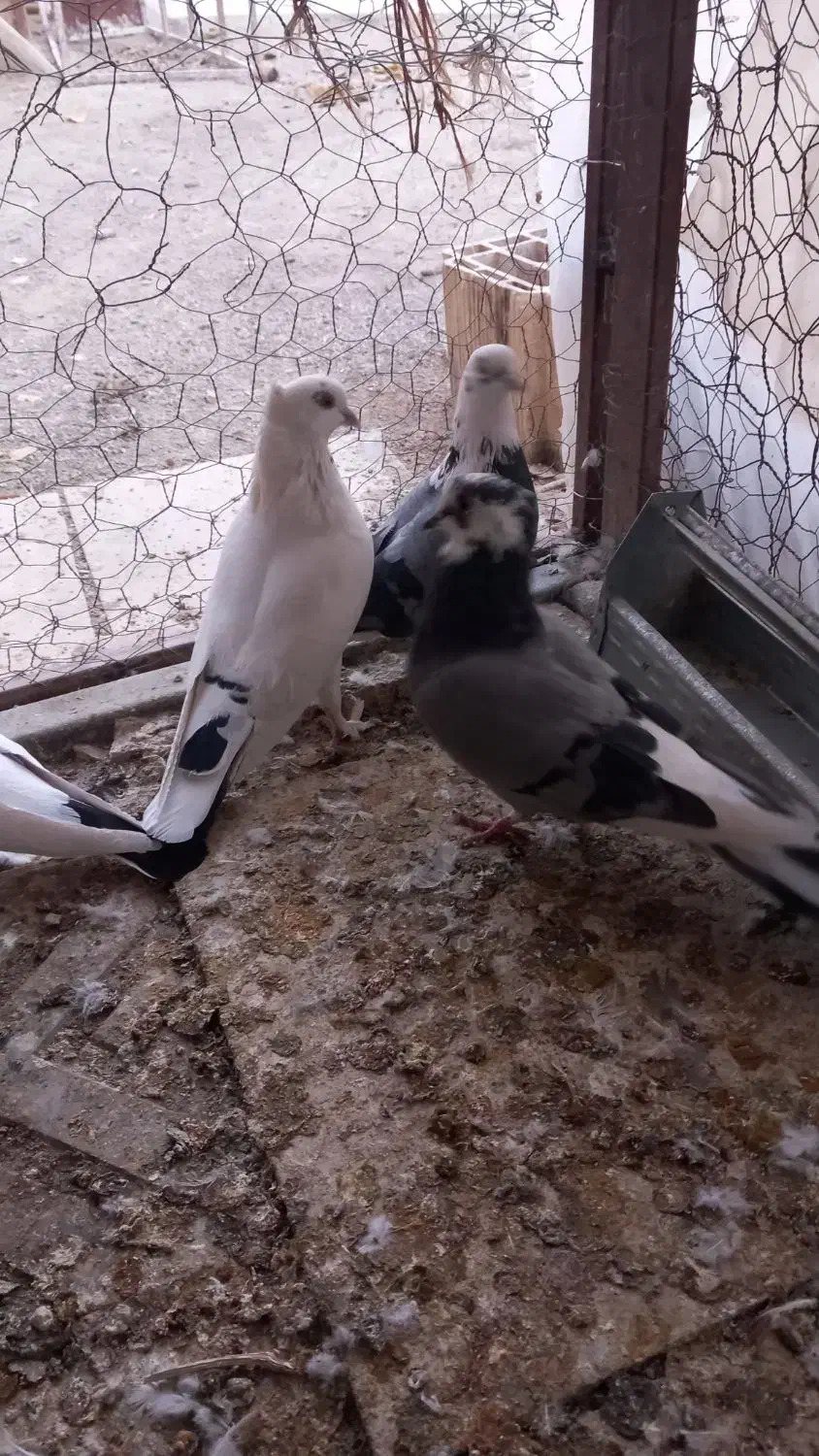 کفتر|پرنده|گلپایگان, |دیوار