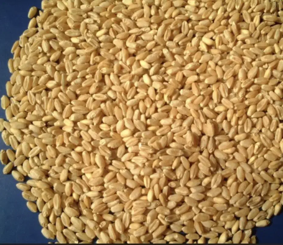 گندم آبی پیشگام درجه یک|عمدهفروشی|زنجانرود, |دیوار