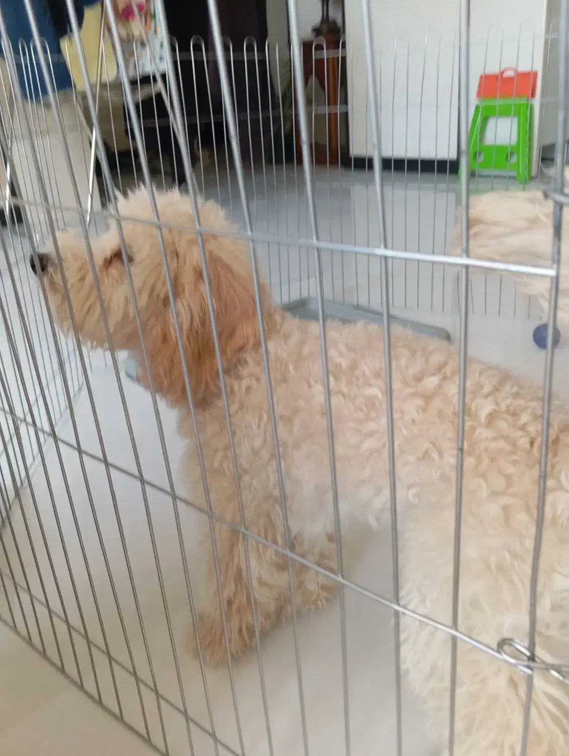 سگ نژاد پودل اصل|سگ|شیراز, ارم|دیوار