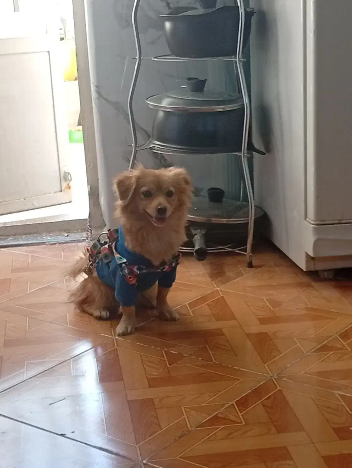 فروش قیمت 10|سگ|پاکدشت, پاکدشت (مامازند)|دیوار