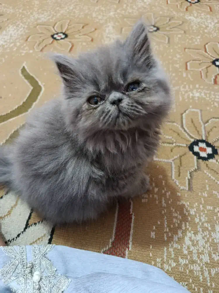 فروش گربه پرشین|گربه|بندرعباس, |دیوار