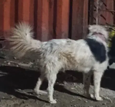 واگذاری سگ قدرجونی نر|سگ|اصفهان, قائمیه|دیوار