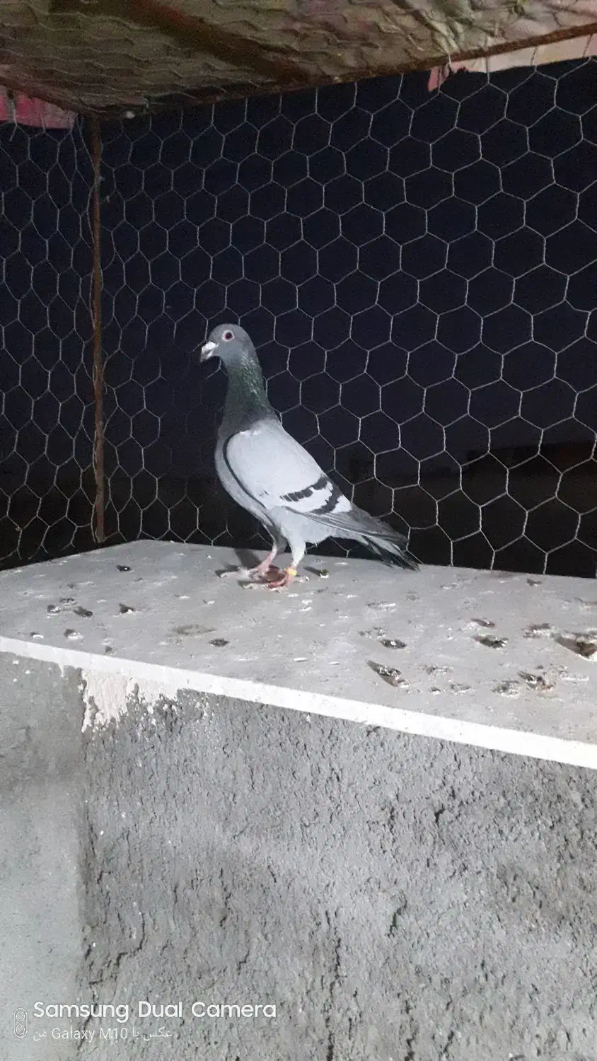 کفتر|پرنده|مشهد, همت آباد|دیوار