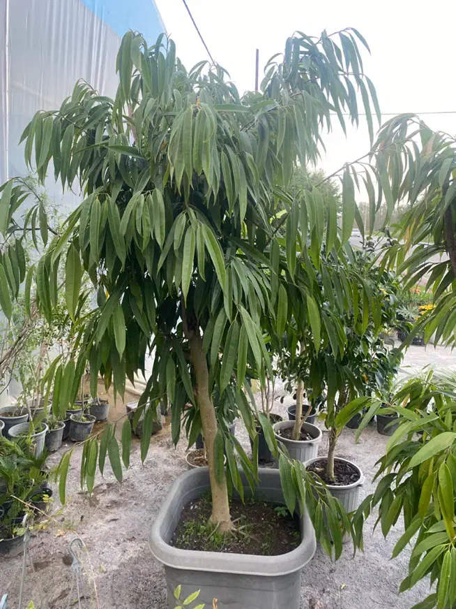 درختچه ی آمستل ۵ ساله|گل و گیاه طبیعی|رشت, رشتیان|دیوار