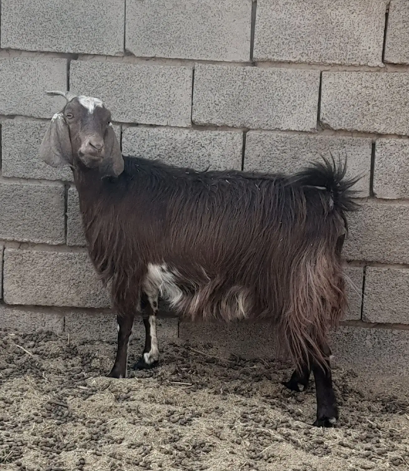چند راس بز و کولار فروشی|حیوانات مزرعه|بردسکن, |دیوار