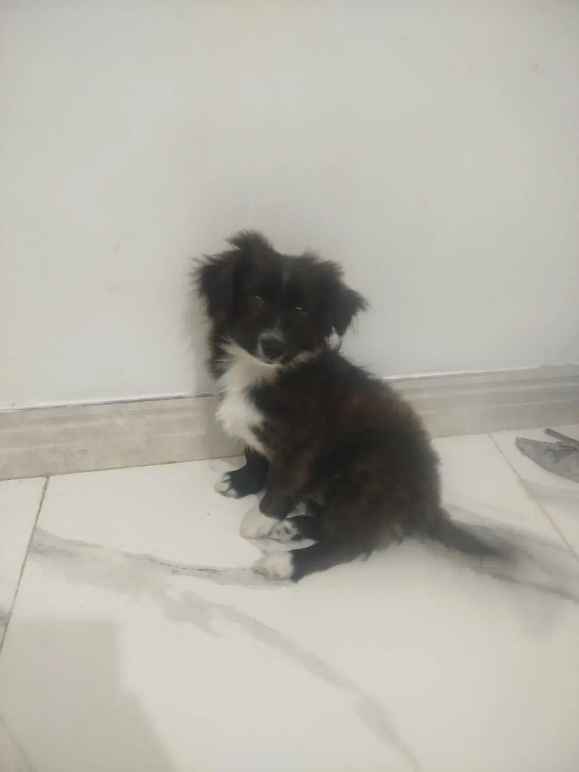 سگ پامر اشپیتز (شادو)|سگ|رشت, استقامت ۲|دیوار